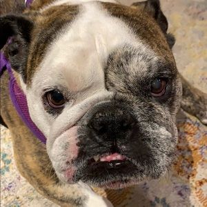 Meet your Posher, Joyce